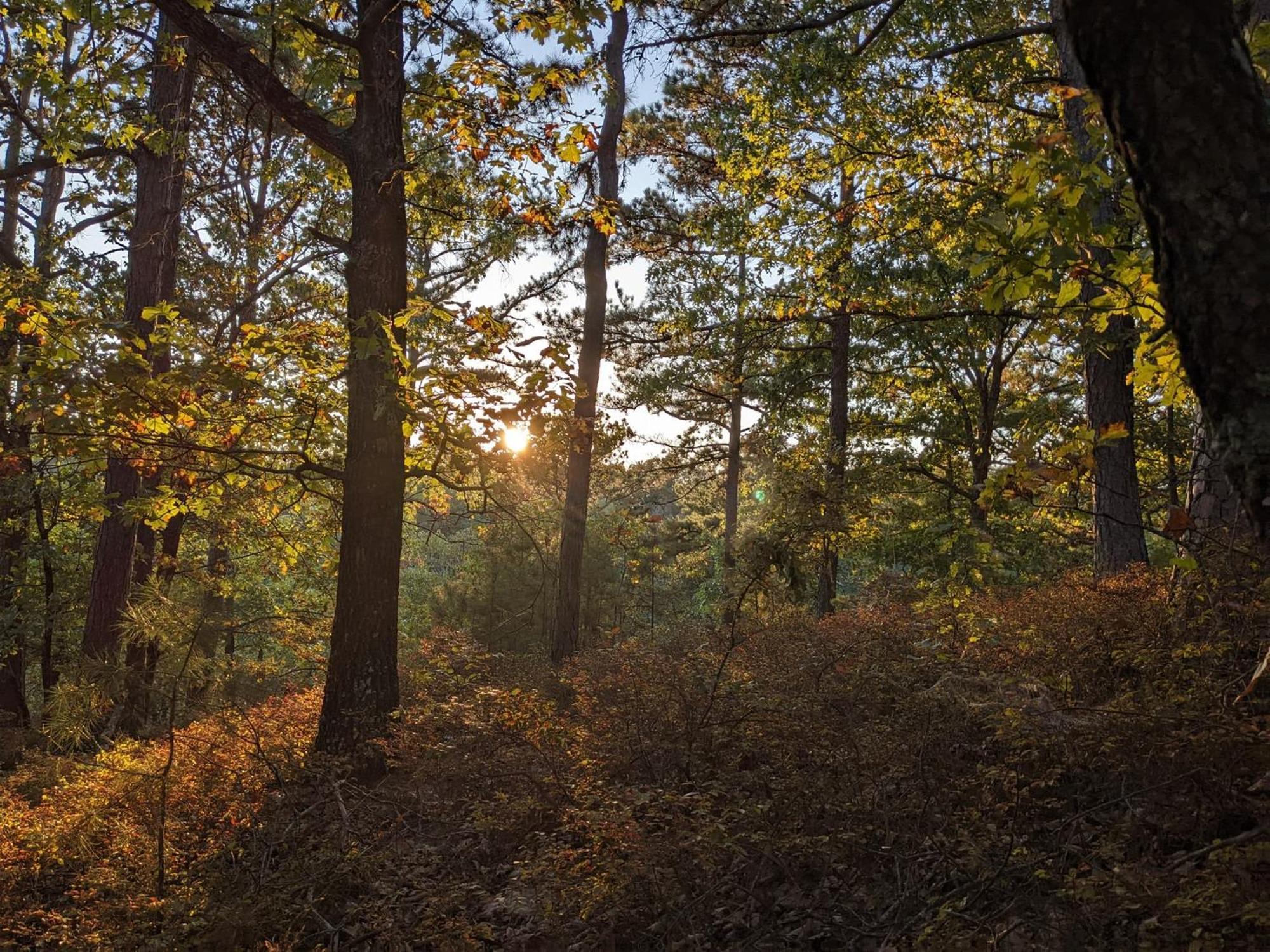 Loblolly Pines Adventure Aframe #2 Villa Eureka Springs Ngoại thất bức ảnh